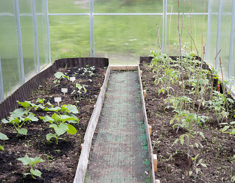 Cucumber and tomato seedlings in greenhouses on the farm. The cultivation of cucumbers. Growing of vegetables in greenhouses. Ecologically clean healthy vegetables without pesticide. Organic natural products