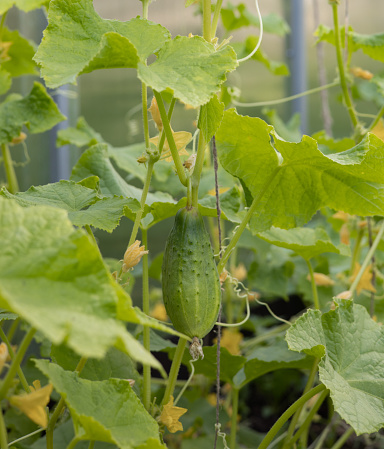 Cucumbers in greenhouse. The growth and flowering. Organic cultivation. Cucumber harvest.  Ecologically clean healthy vegetables without pesticide. Organic natural products. Gherkin, pickles. Close-up.