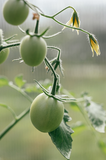 Green tomatos in greenhouse. Organic cultivation. Gardening. Tomato harvest. Ecologically clean healthy vegetables without pesticide. Organic natural products. Close-up.