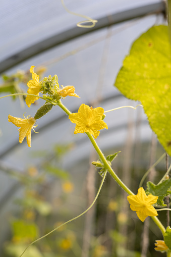 Cucumbers in greenhouse. The growth and flowering. Organic cultivation. Cucumber harvest.  Ecologically clean healthy vegetables without pesticide. Organic natural products. Gherkin, pickles. Close-up.