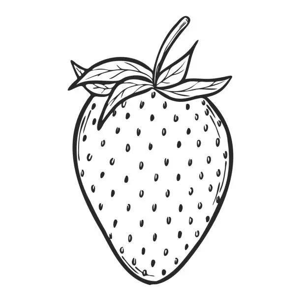 Vector illustration of Vector strawberry line art sketch, hand drawn botanical outline illustration. Summer fruit monochrome drawing. Isolated design element for coloring book page, background, pattern, packaging, logo.