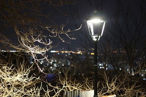: Step into the nocturnal world where nature weaves its intricate tapestry amidst urban landscapes