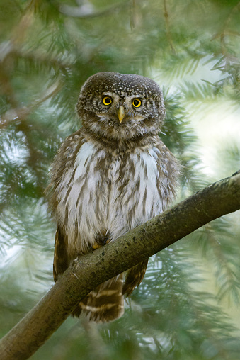 Eurasian pygmy owl (Glaucidium passerinum) perching on a tree.