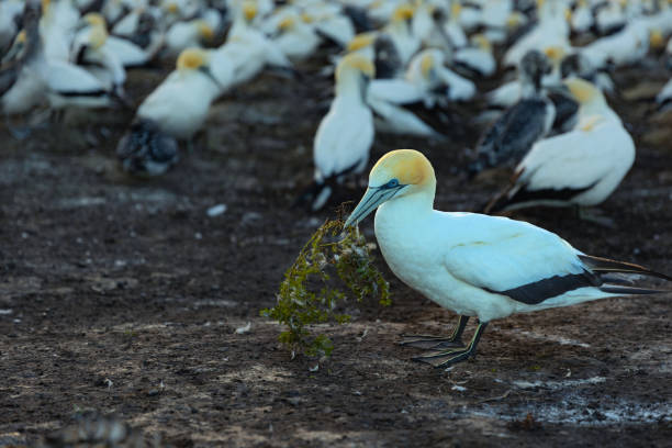 istock Portrait of a young Gannet chick 2076560457