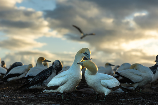 Gannet couple preening with the sunrise in the background