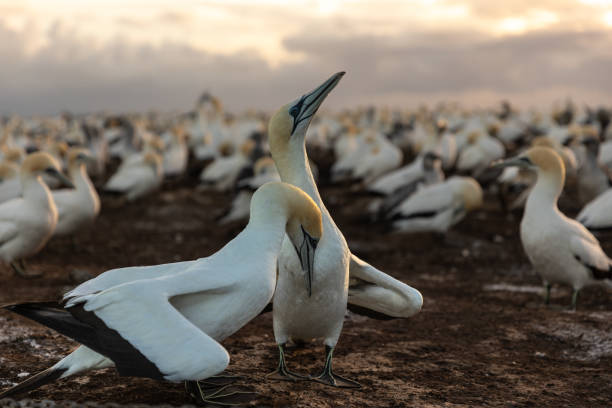 Paired Gannets ritual when reunited