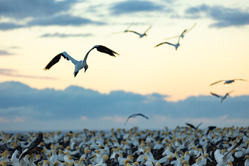 Gannet colony at sunrise in Hawke's Bay, New Zealand