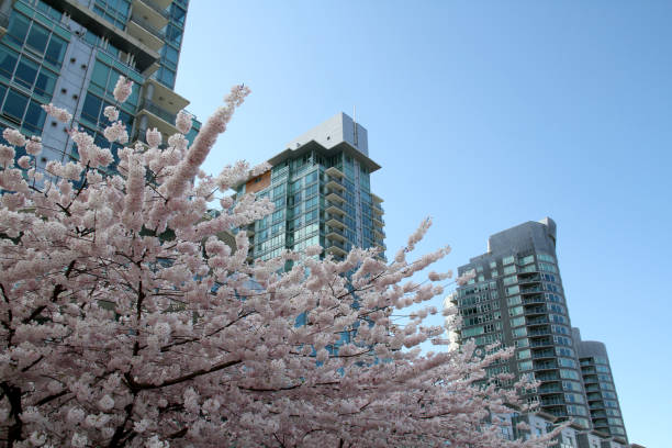 istock City of Flowers 2076562641