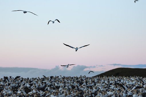 Gannet colony at sunrise in Hawke's Bay, New Zealand