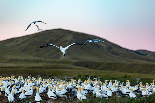 Large Gannet colony on the cliffs at Cape Kidnappers, New Zealand