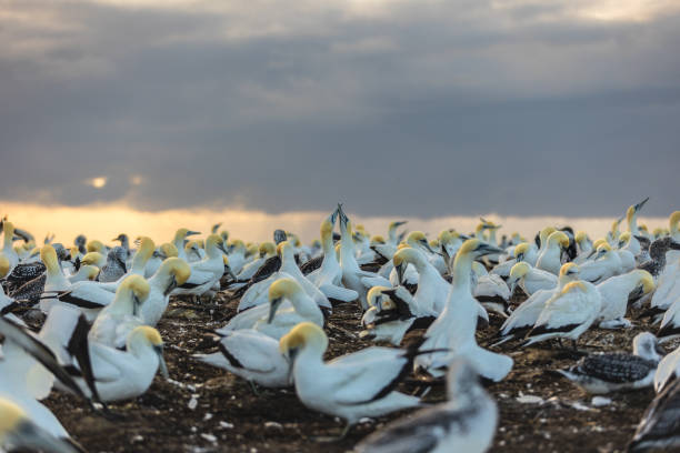 istock Portrait of a Gannet 2076563705