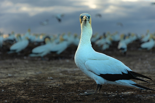 Close-up portrait of a gannet chick