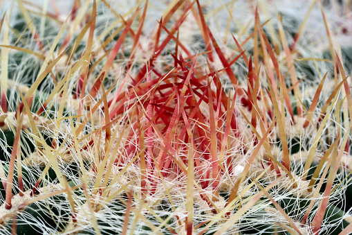 Close up of cactus flower macro