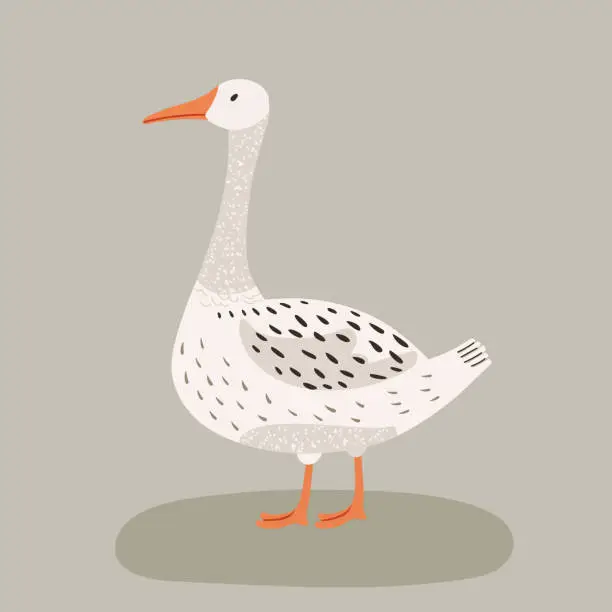 Vector illustration of Vector illustration of a goose on a gray background, flat style.