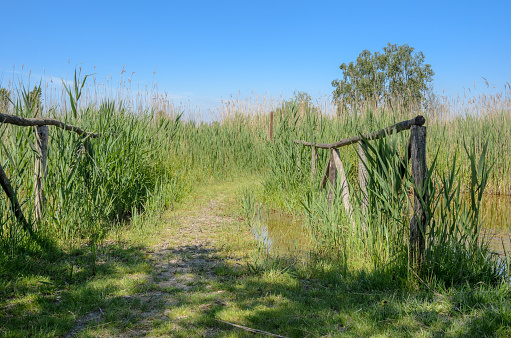 Deserted dirt track through marshland near an estuary on a clear spring day