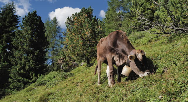 Cow grazing on a field on the Dolomites