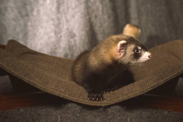istock Pretty ferret baby posing in hammock for portrait in studio 2076581788