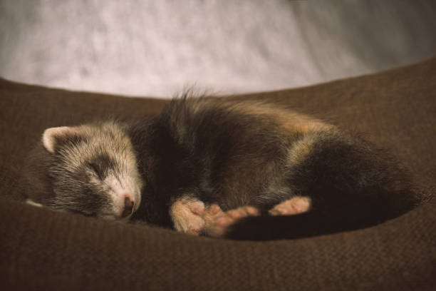 istock Pretty ferret baby posing in hammock for portrait in studio 2076581791