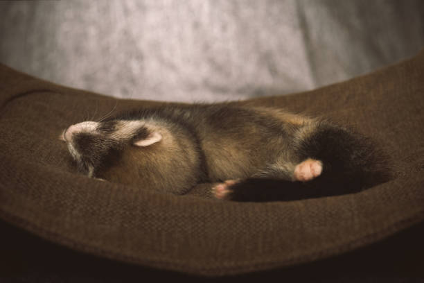 istock Pretty ferret baby posing in hammock for portrait in studio 2076581793