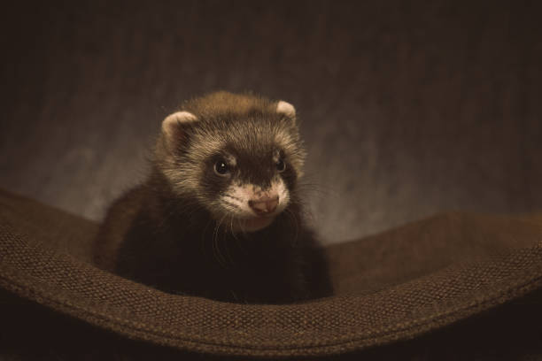 istock Pretty ferret baby posing in hammock for portrait in studio 2076582304