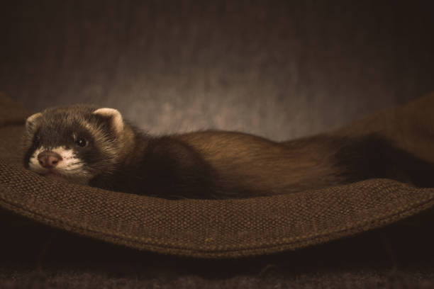 istock Pretty ferret baby posing in hammock for portrait in studio 2076582308