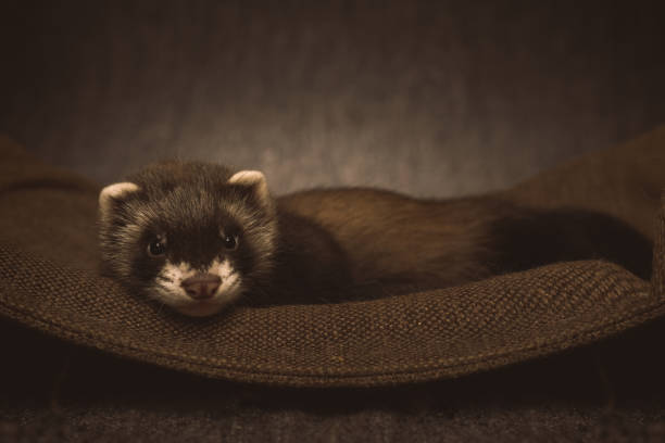 istock Pretty ferret baby posing in hammock for portrait in studio 2076582309