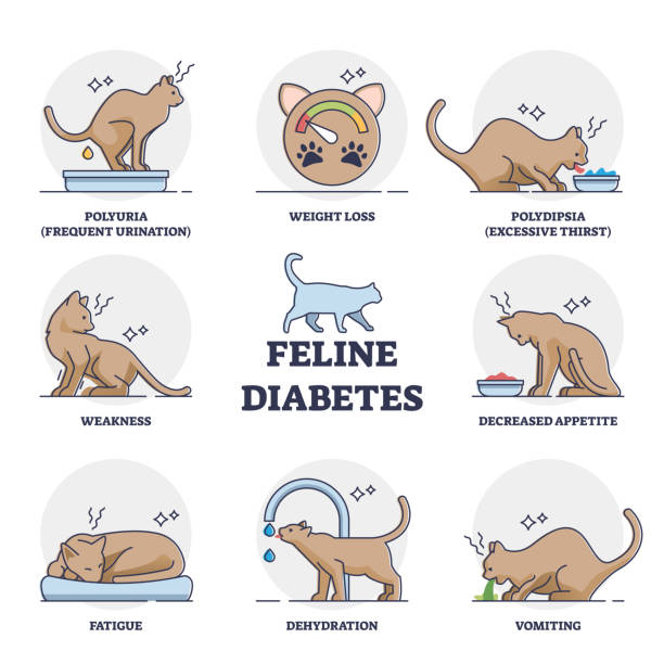 Feline mellitus diabetes symptoms for chronic cat disease outline diagram Feline mellitus cats diabetes symptoms for chronic insufficient insulin response or resistance outline diagram. Labeled educational scheme with veterinary disease for animals vector illustration. weak cat stock illustrations
