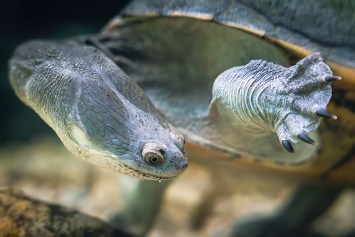 The snake-necked turtle swims in the water in search of food.
