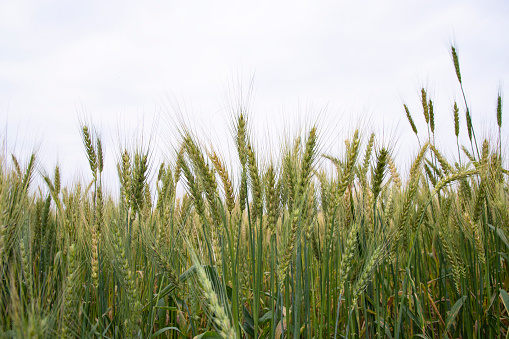 Green ears of wheat in the field. Green young wheat swaying in the wind. It will be a fruitful harvest.