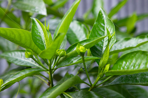 Close-up view of herbal leaves  Justicia adhatoda, commonly known in English as Malabar nut, adulsa, adhatoda, vasa, vasaka, is a medicinal plant native to Asia