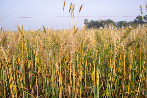 Wheat grain field closeup spike with blue sky image
