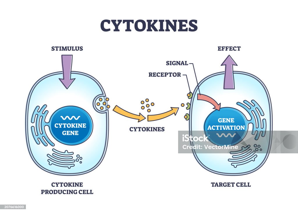 Cytokines Process As Micro Proteins For Cell Signaling Outline Diagram ... Biology Diagrams