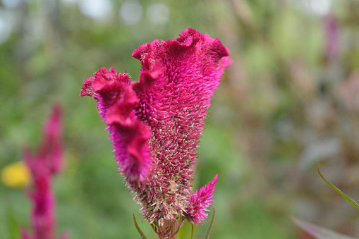 cockscomb flower is a variety of celosia argentea. Scientific name Celosia cristata