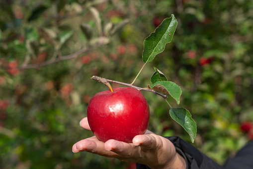 a freshly picked red delicious apple from an organic apple orchard in michigan