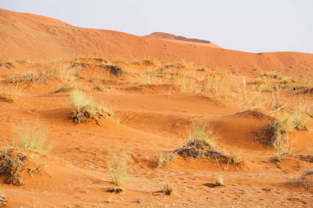 Photo of a desert landscape in Namibia.