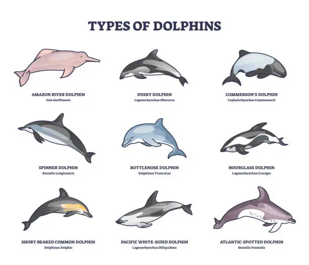 Vector illustration of Types of dolphins and swimming mammals species outline collection diagram