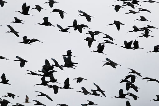 Photo of ibis birds flying.
