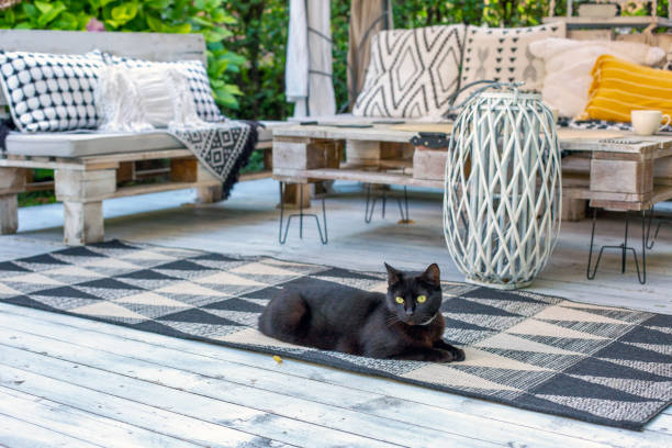 istock Cute black cat chilling on terrace 2076653574
