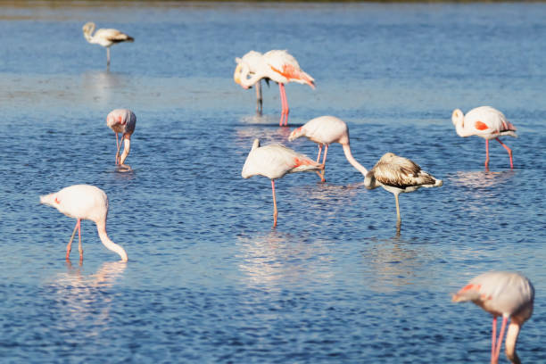 istock Flamingos in Portugal 2076655111