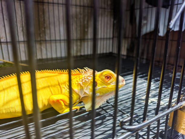 istock close up of iguana inside cage 2076662778