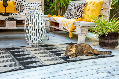 Cute tiger look with orange spots cat ready to hunt from gazebo terrace.