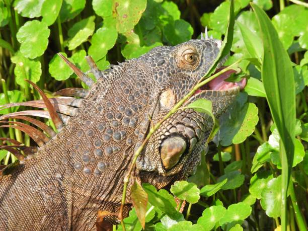 istock Green Iguana (Iguana iguana) - eating the water plants 2076675026