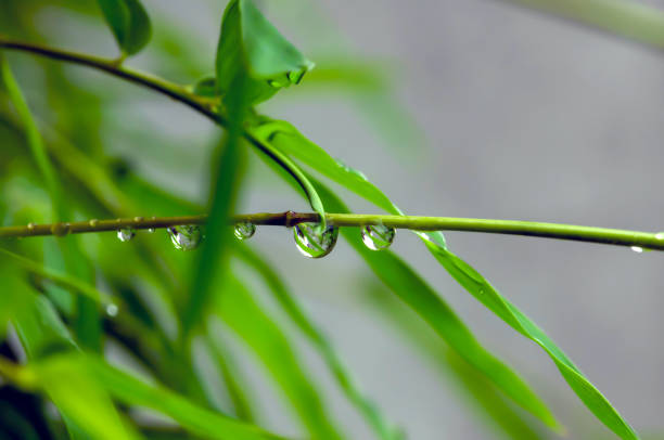Bamboo green leaves in rainy days for natural background