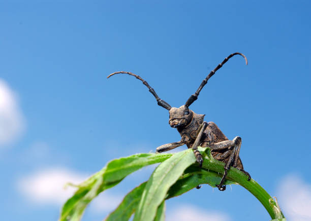 istock Longhorn beetle on a green branch. close up. 2076700151
