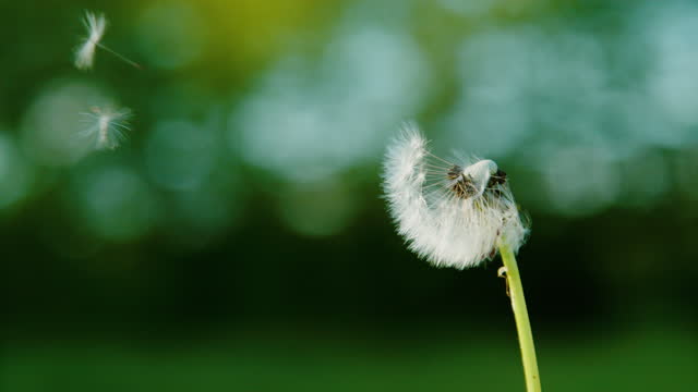 CLOSE UP: Delicate white dandelion seeds get swept away by the gentle breeze.