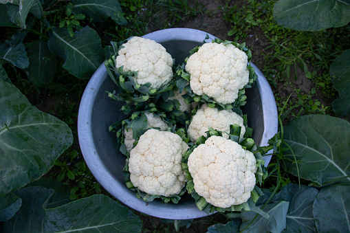Top view of Some Fresh organic raw Cauliflower in a silver Bowl with green leaves on the agricultural field ground