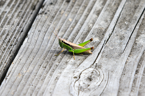 Attentive camouflaged grasshopper perched on wood.