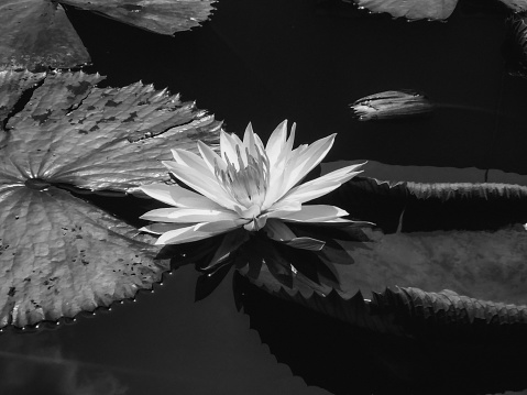Lotus flower(Monochrome)