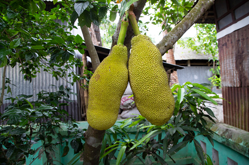 Jack fruit hanging on the tree in the garden. Tropical fruit