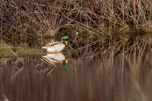 Male Mallard duck looking at its reflection in the marsh. Delta, B.C., Canada